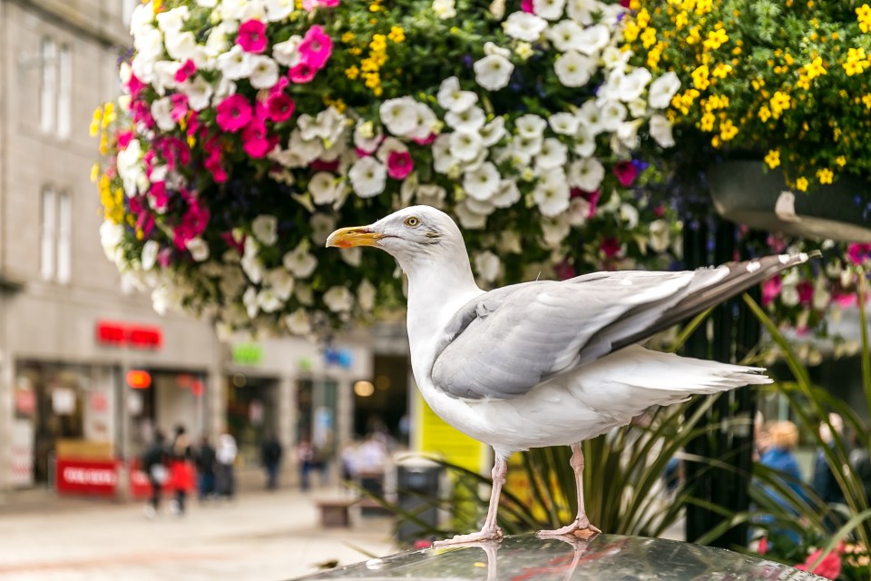 Seagulls make a lot of noise during the spring and summer