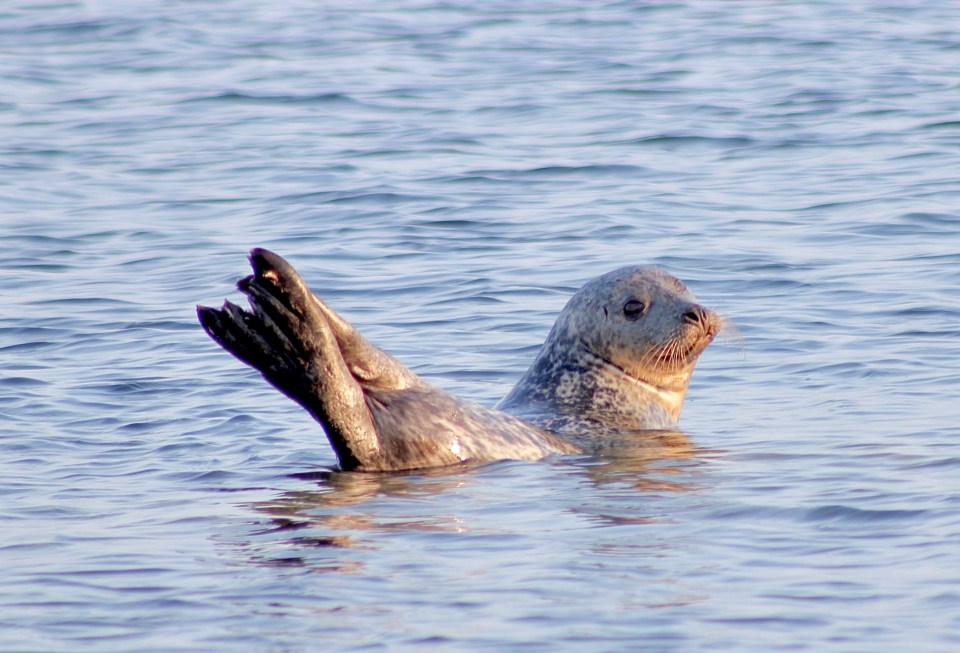 Scalpsie Bay gives great views of the Isle of Arran and is home to a large colony of seals