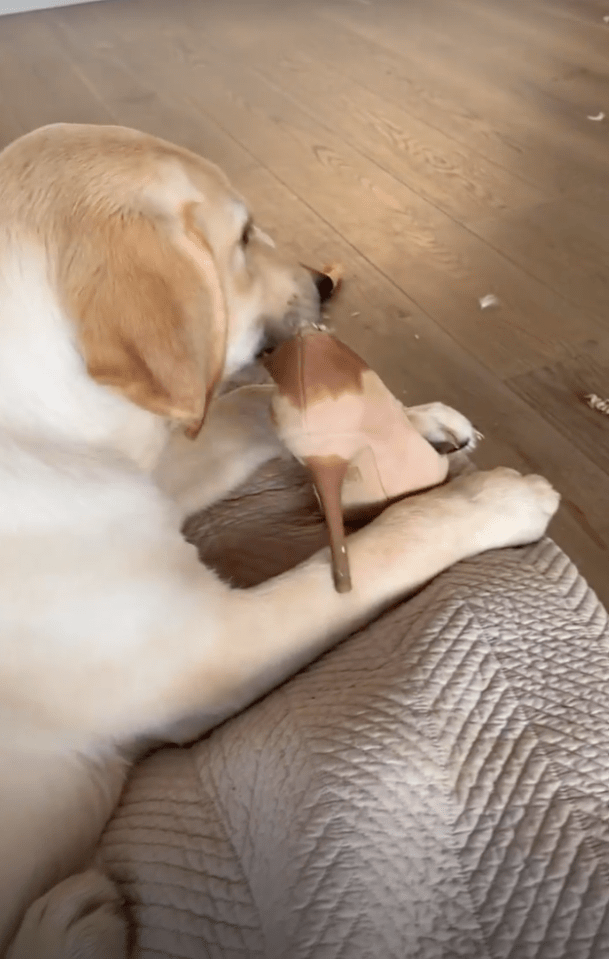 The star filmed as puppy Milo munched on the Office heels