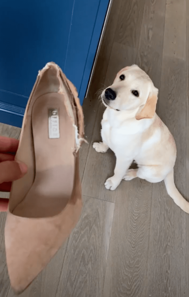 Vicky showed how her puppy Milo wrecked her shoes