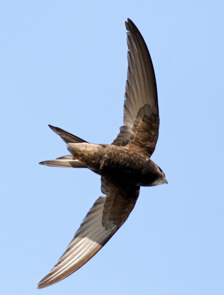 The swifts were out in force at Ellis Park as they nose-dived down to the pitch and around the stadium