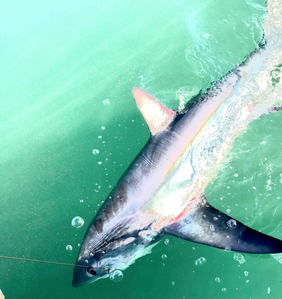 It measured at 13ft and 300lb - almost the size of his boat