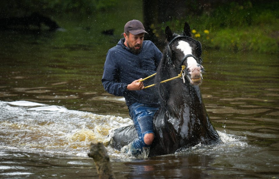 Visitors can buy and sell horses, harnesses and dogs at the event