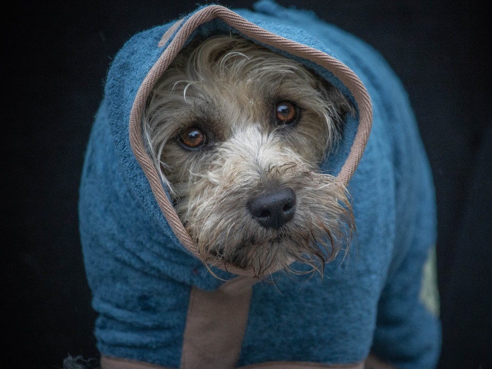 One of the best dog drying coats out there today.