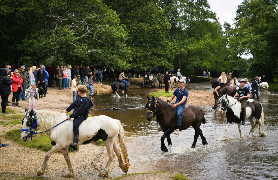 People have descended on New Forest to take part in the biggest horse drive in England