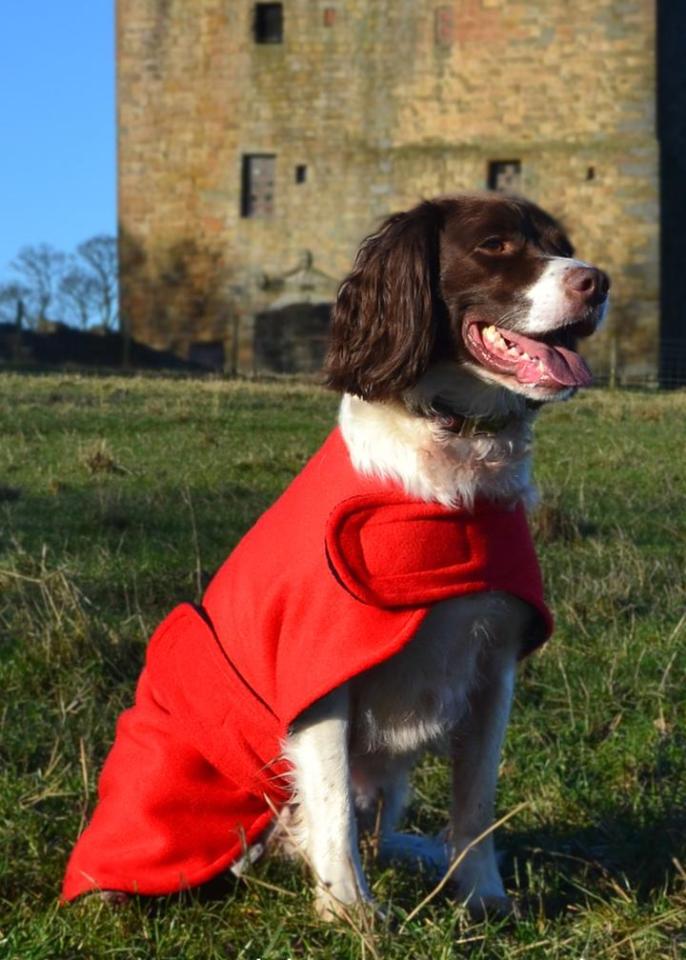 This starter for ten coat will get your dog dry in no time.