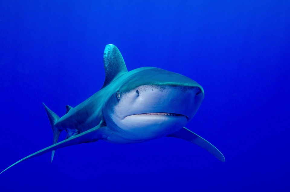 Oceanic whitetip sharks killed many of the surviving crew in the biggest attack on humans ever recorded