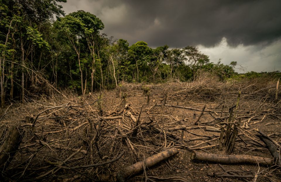 Human activity has been blamed for species of tree facing extinction