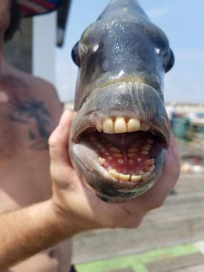 The sheepshead fish showed off its human-like molars