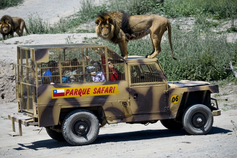 Photos from the park show huge predators climbing onto reinforced vehicles