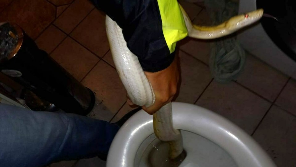 In  another recent incident snake expert Werner Stangl who pulled the python out of the toilet in the city of Graz in Austria