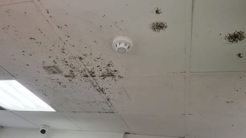 Mould on the ceiling of the Plymouth branch