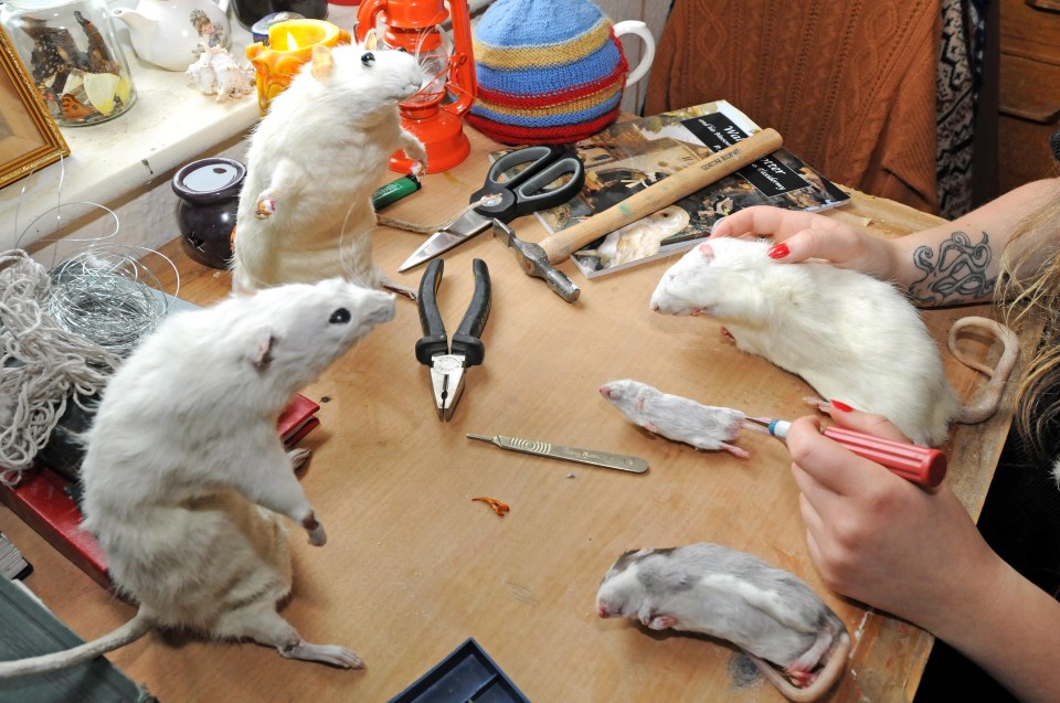 Taxidermy allows people to preserve an animals body