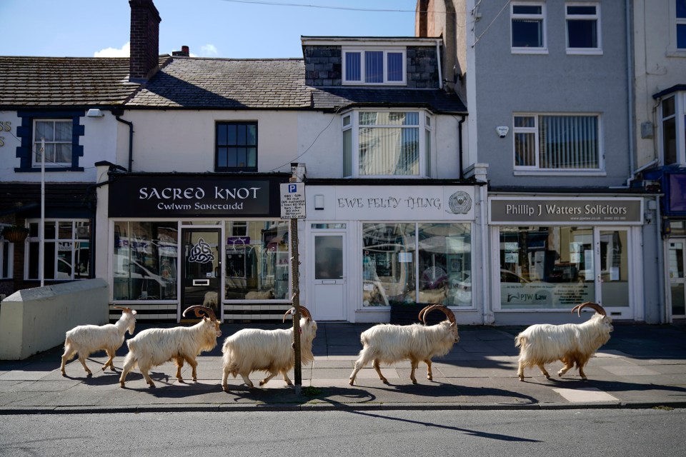 Mountain goats roam the streets of LLandudno on March 31, 2020 in Wales, as the animals enjoy freedom - and the lack of vehicles - during the Covid lockdown