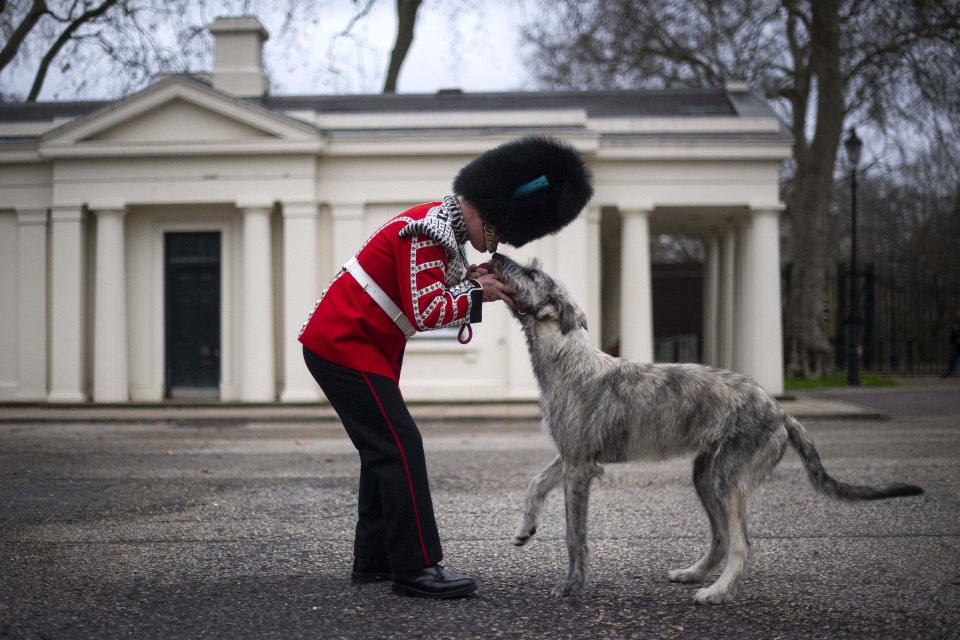 The Irish Guards' new canine regimental mascot, an Irish wolfhound called Turlough Mor, with his new handler, Drummer Adam Walsh of the 1st Battalion Irish Guards, as he arrives at Wellington Barracks in London on December 10 2020