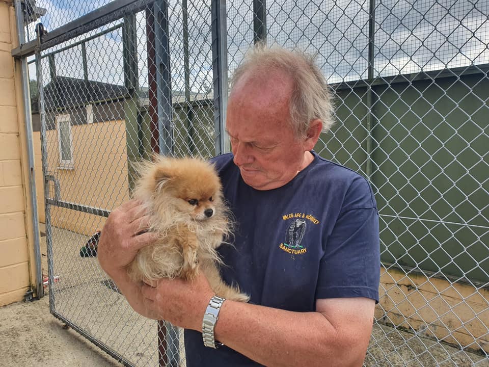 Pen Farthing's rescued dogs are adjusting to life in quarantine