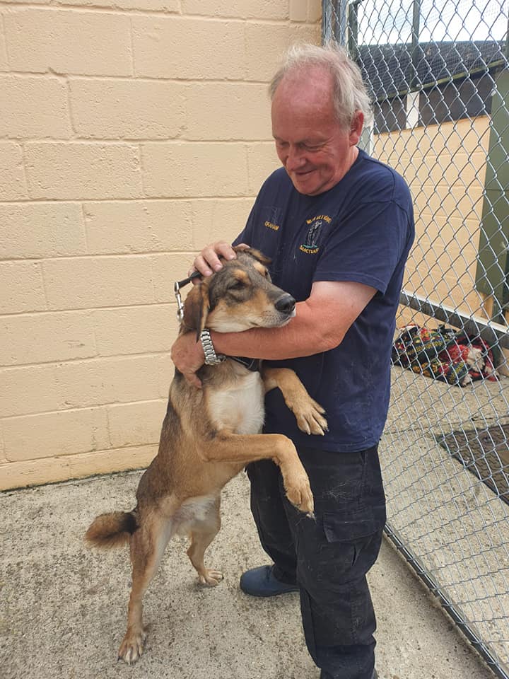 The dogs are being cared for by staff in the UK