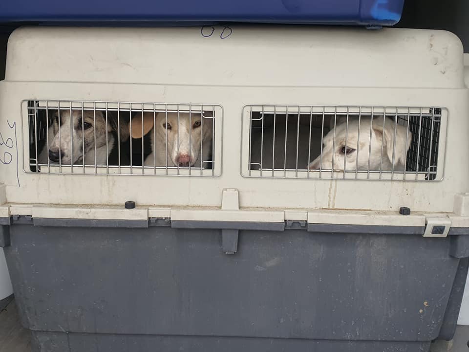 The animals were seen in their transport crates