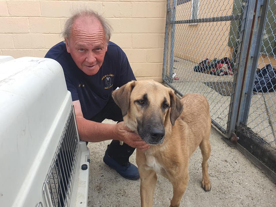 One of the dogs is seen with a worker from the Wales Ape and Monkey Sanctuary