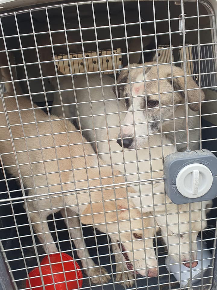 One group transporting the dogs shared pictures of them in their travel crates