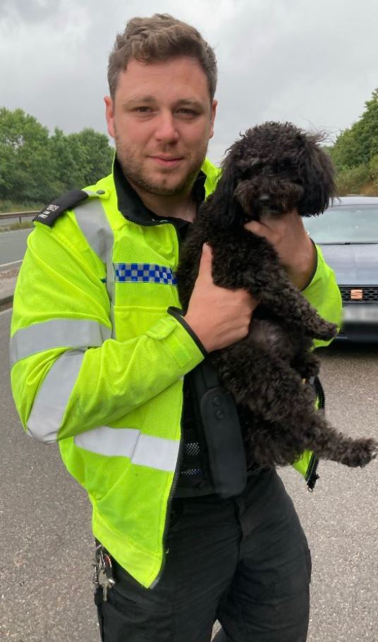 Drivers could be fined thousands of pounds for driving with unrestrained pets in their car