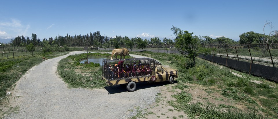 A young woman was killed by a tiger at a safari park in Chile as she worked in an enclosure