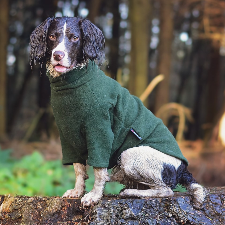 Your dog can have their very own jumper.