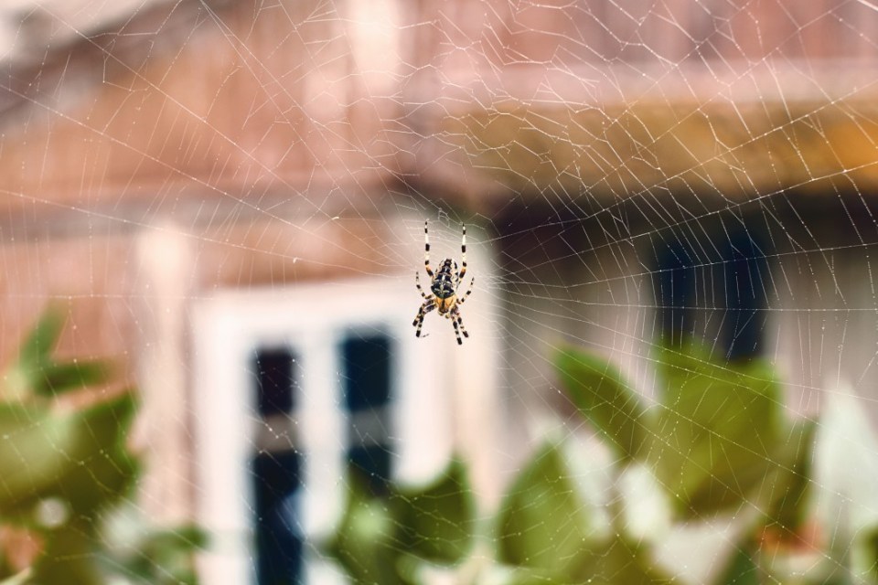  Spider season is most likely to start during the first weeks of September and end by October