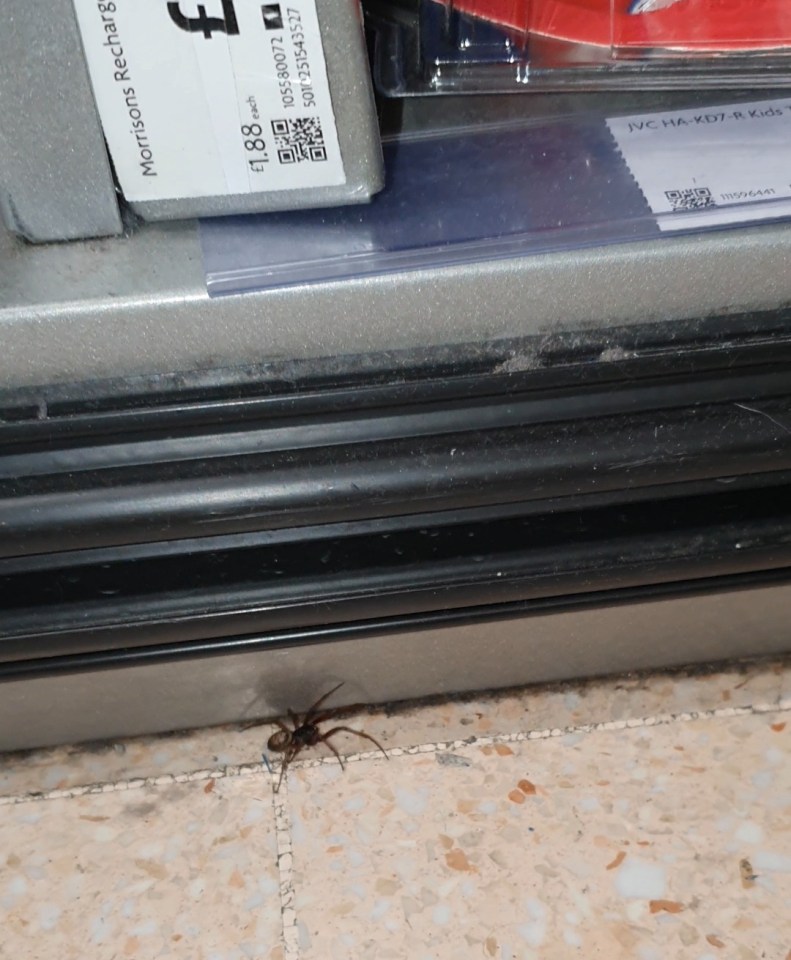 The creepy crawly was spotted by a shopper who now fears the store is overrun with them