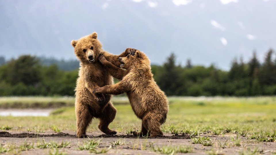 Nick Kleer, the photographer who captured the magnificent moment in Alaska, gave them top marks