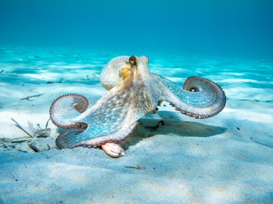 Nicolas bought an octopus for £110,000