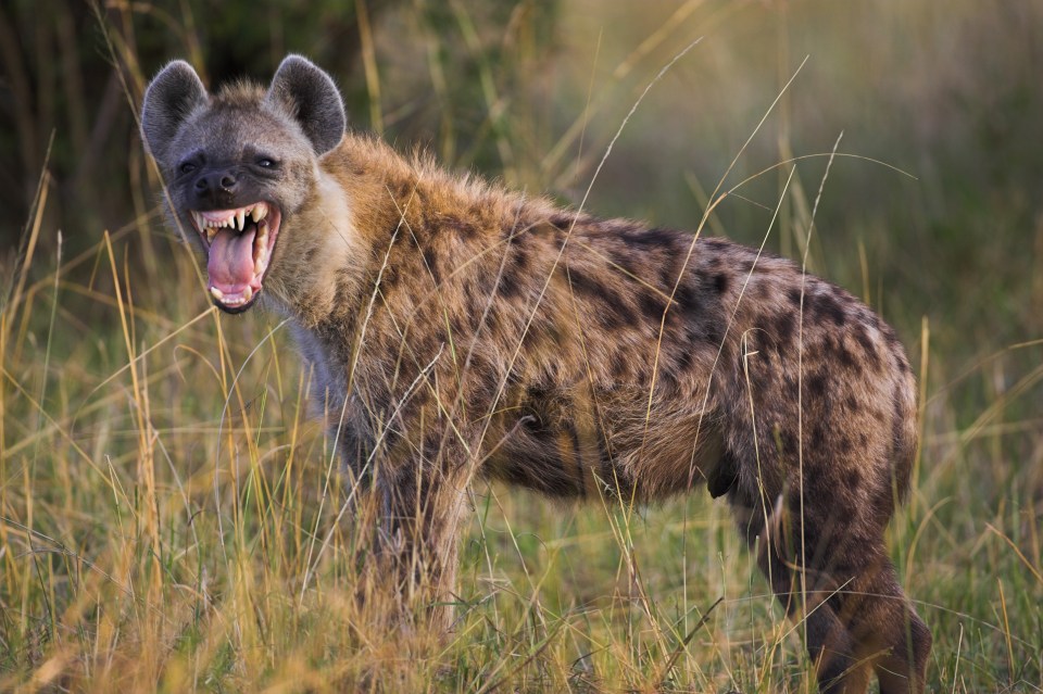 Hyenas have powerful jaws that can crush bones