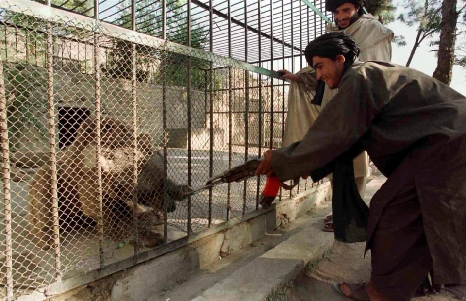 Another fighter teases a bear with his gun