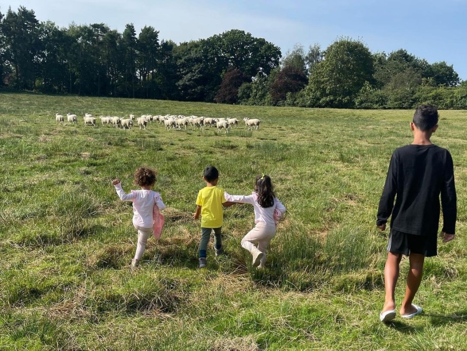 His kids chased some sheep in Manchester