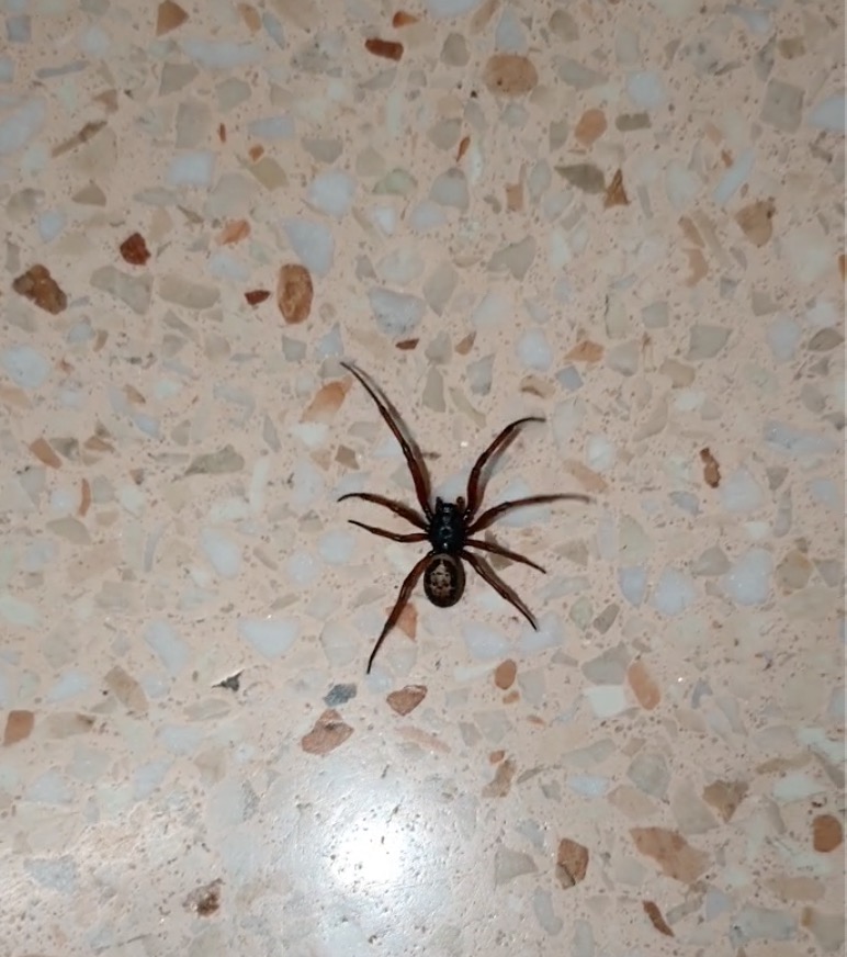 A false widow spider was spotted crawling in Morrisons after dropping from the ceiling