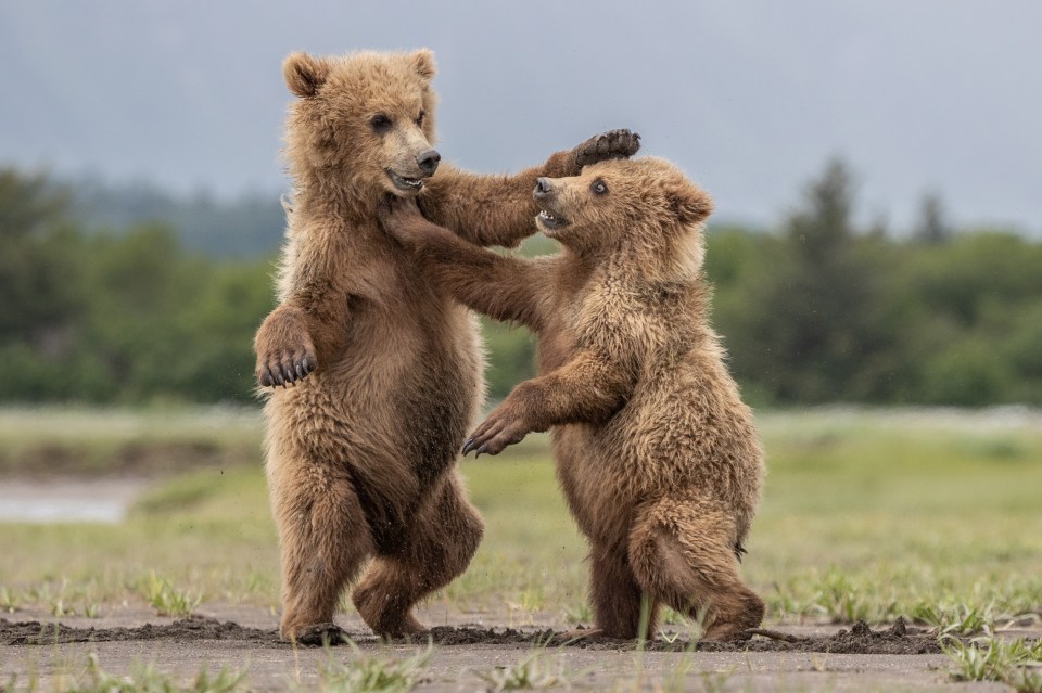 These two cubs could be auditioning for the next series of Strictly...