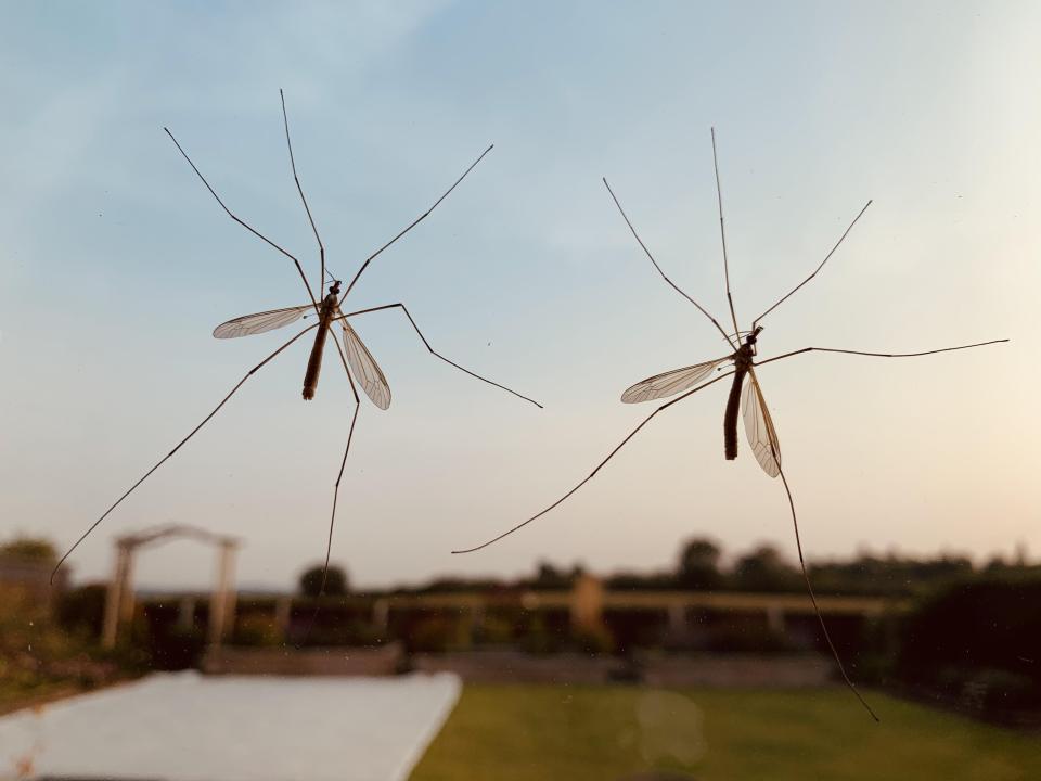 Many people wrongly assume daddy long legs are spiders, when they are actually crane flies