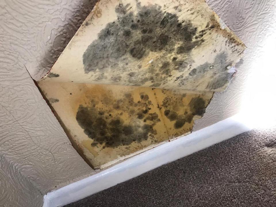 Their home have been ravaged by mould underneath the wallpaper