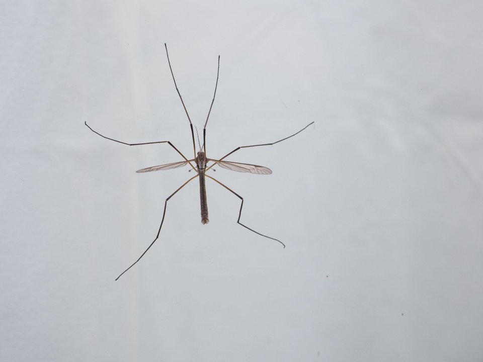 A spider expert has revealed why you should never kill daddy long legs