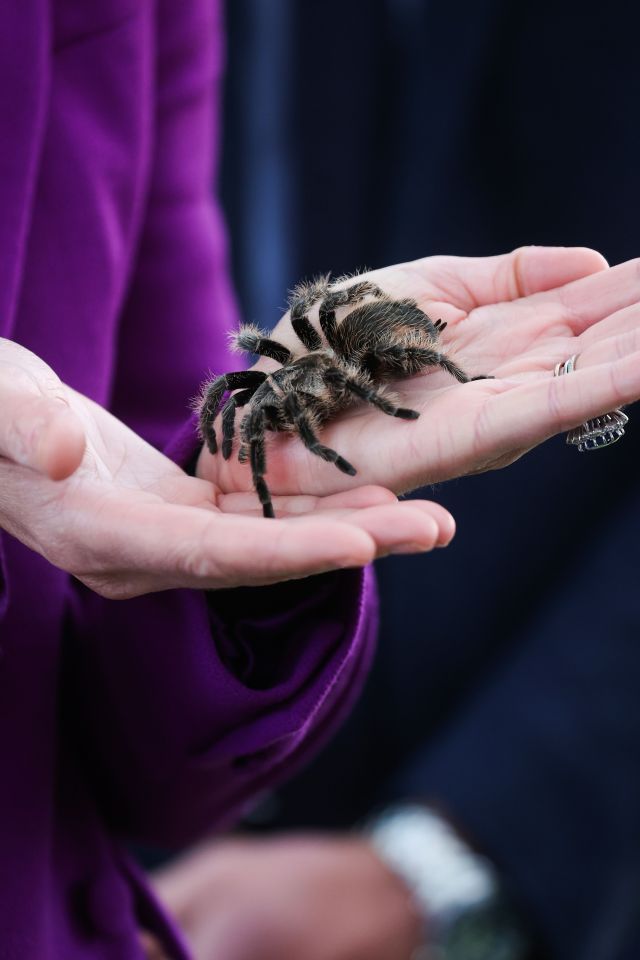 The Duchess calmly stroked her new furry friend