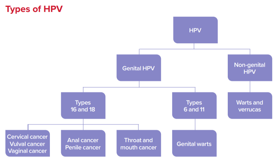 Types of HPV: There are over 100, but only some cause problems