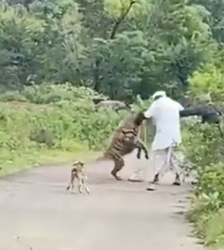 An elderly man being attacked while walking his dog