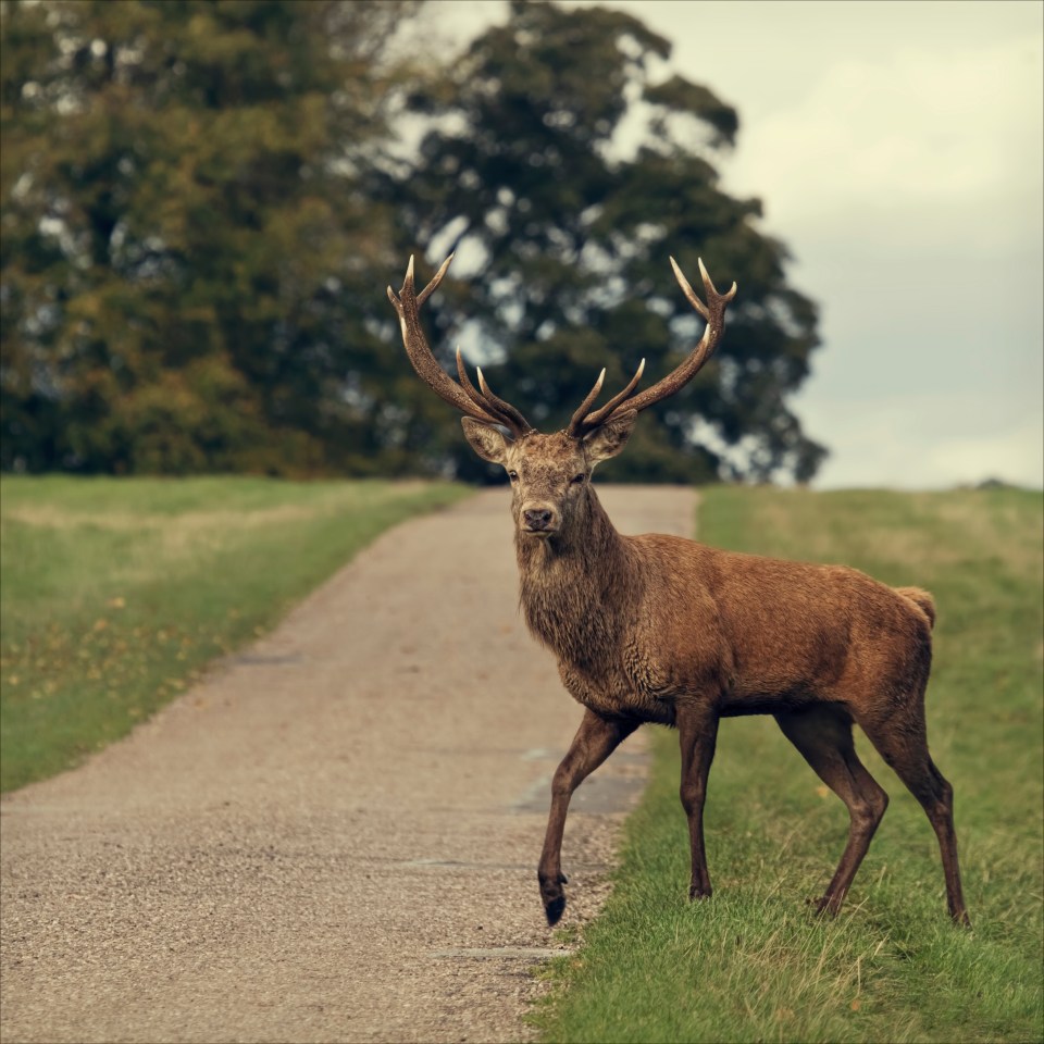 Animals running out into the road demands immediate action from a driver