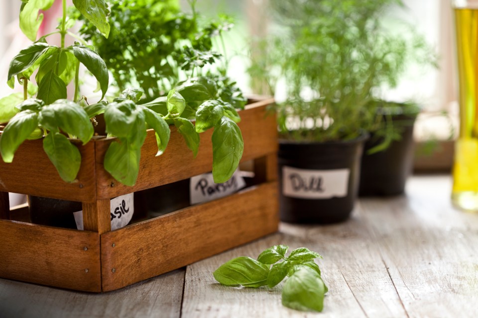 A herb contains a compound that could help cut the risk of developing Alzheimer's