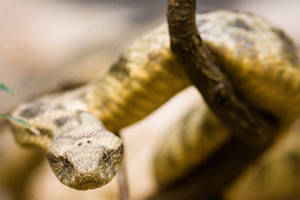 The little girl died after being bitten by a snake