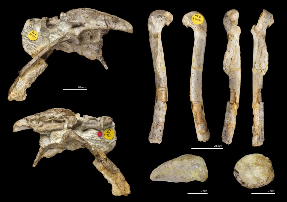 Fossils from the one-metre long 'T Pecks' have been found