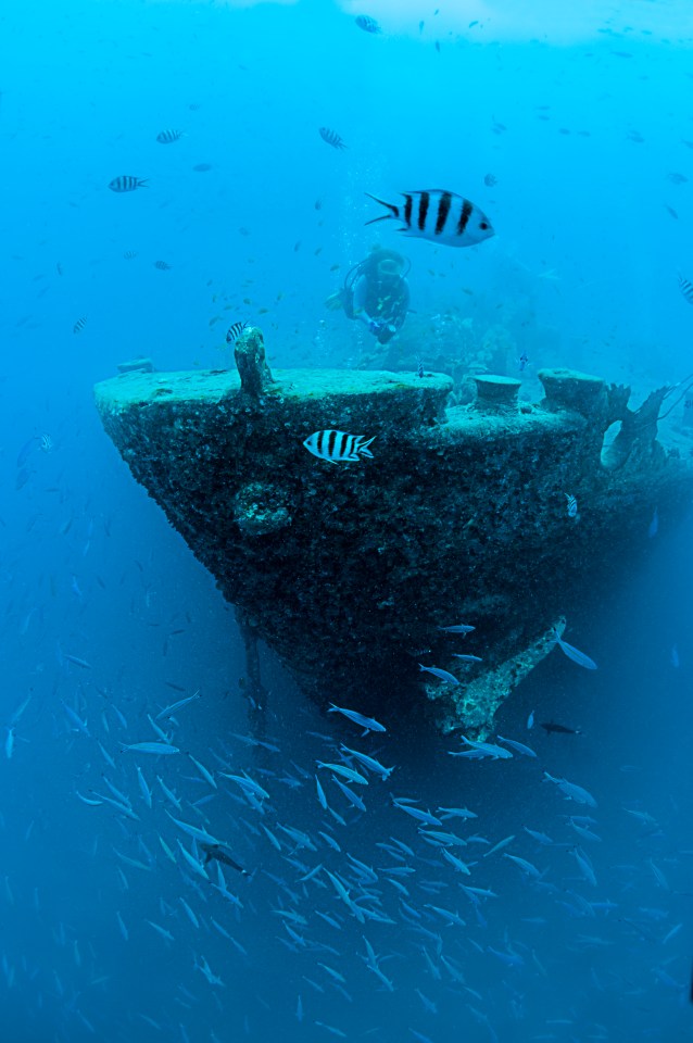 A shipwreck is a great place to explore