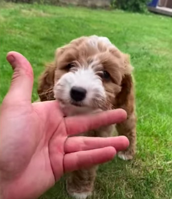 They have an adorable cockapoo called River