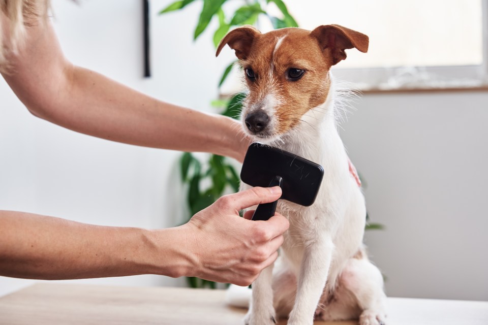 Pet dander is very allergenic because it’s full of germs and dust – it’s made up of dead skin