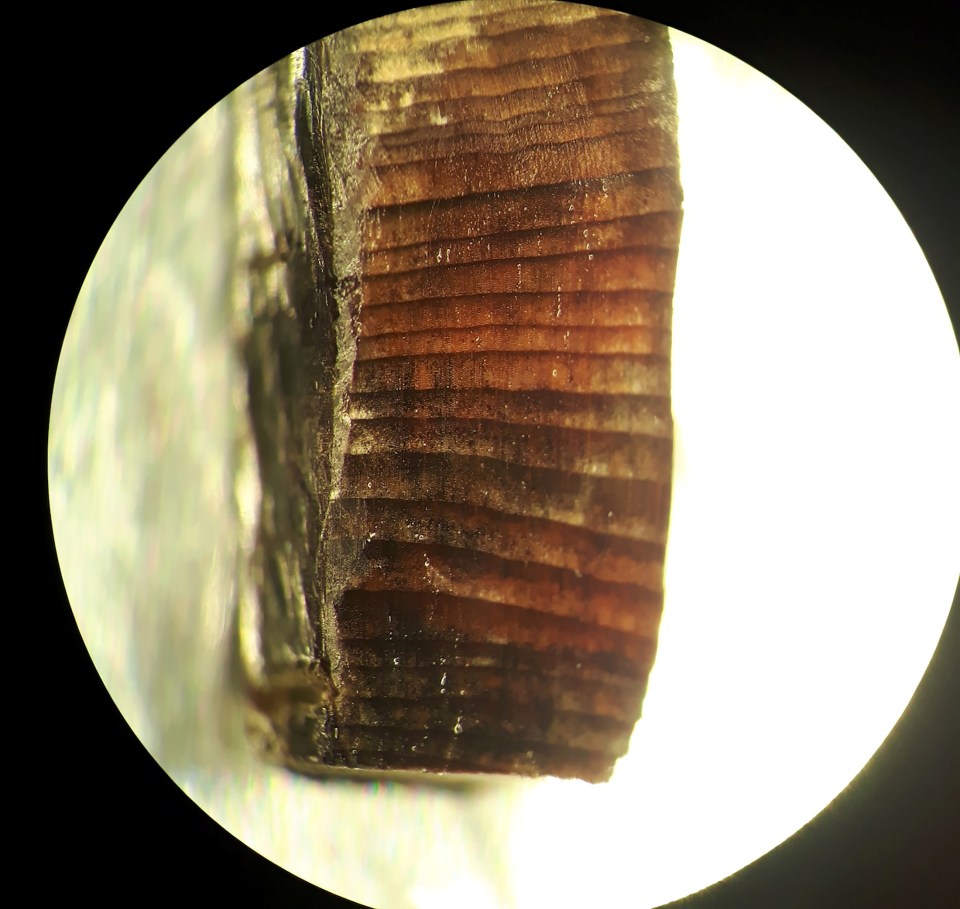 A wood fragment from a Viking settlement established 1,000 years ago near Hay Cove, Newfoundland, Canada is seen in a microscopic image